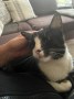 Nala (3)4
